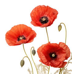 Sticker - PNG  Real pressed poppy flowers plant red inflorescence.