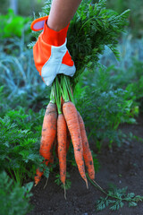 Farmer in gloves holding bunch of fresh carrots in garden, closeup