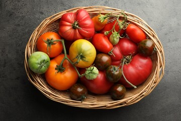 Wall Mural - Different ripe and unripe tomatoes in wicker basket on grey table, top view