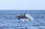 dolphin jumping out of water, bottlenose 