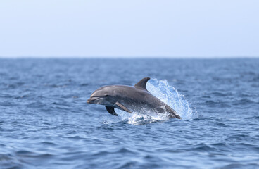dolphin jumping out of water, bottlenose