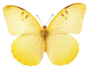 Poster - PNG Butterfly invertebrate appliance animal.