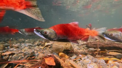 Wall Mural - Red salmons spawning in shallow water in creek, underwater video