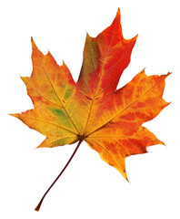 Wall Mural - PNG  Vibrant autumn maple leaf gradient