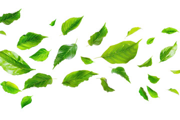 Wall Mural - png vibrant green leaves scattered