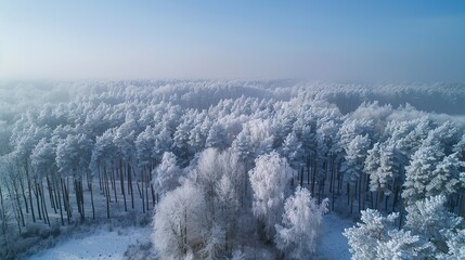 Canvas Print - Aerial View of a Snowy Forest