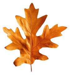 Wall Mural - png autumn oak leaf on white