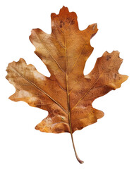 Wall Mural - png autumn leaf on white background