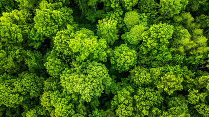 Drone view of green forest