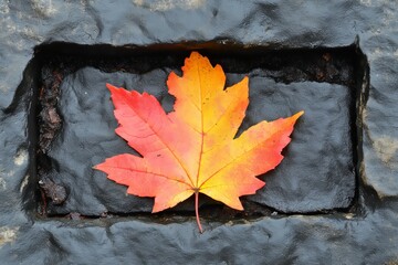 Canvas Print - A single, vibrant red and yellow maple leaf sits on a dark stone surface.