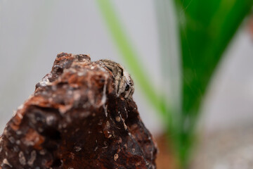 An adorable female platycryptus spider in a terrarium.