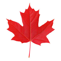 a vibrant red maple leaf with intricate veins, isolated on a black background. perfect for fall, nat