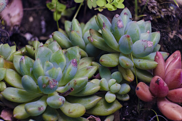 Focus stacked macro photography of a sedum pachuphyllum succulent plant, in a garden near the town of Villa de Leyva  in central Colombia.