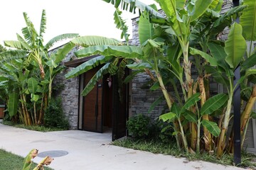 Wall Mural - Tropical trees with green leaves and ripening bananas outdoors