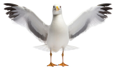 Poster - PNG Seagulls bird animal flying white.