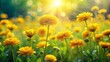 © AK2478 - Chrome yellow flowers blooming in a lush green meadow, with soft focus and warm lighting, serene and idyllic atmosphere, a realistic photo image.