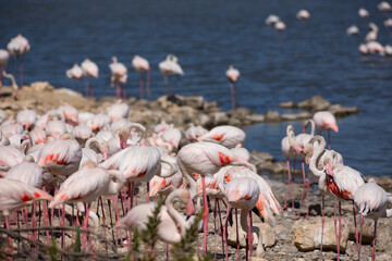 Flock of large flamingos is resting on rocky shore of lake. Comfortable habitat for natural fauna