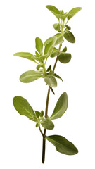 Poster - PNG Herbs plant leaf white background.