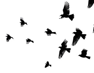 Poster - PNG Few birds silhouette flying on the clear white sky blackbird agelaius animal.