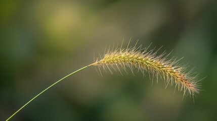 Canvas Print - A Single Grass Seed In The Sunlight