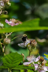 Bumblebee on blackberry flower (rubus armeniacus)