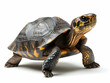 © Earny - A vibrant tortoise posing gracefully on a white background, showcasing its unique shell patterns and curious expression.