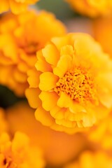 Wall Mural - Closeup of big orange marigold flowers. Day of the dead, Mexican holiday celebration. Hindu Puja. Festival Vishu, Ugadi or Gudi Padwa. Traditional Indian background with copy space