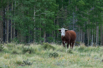 Cow in the meadow