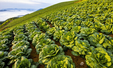 Wall Mural - High angle and morning view of cabbage field against sea of clouds at Anbandegi near Gangneung-si, South Korea