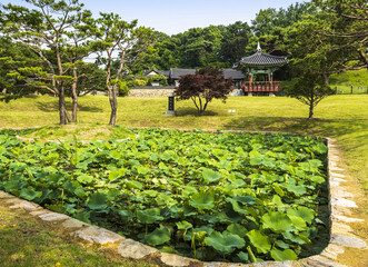 Wall Mural - Siheung-si, Gyeonggi-do, South Korea - July 5, 2021: Summer view of green lotus leaves on pond against a pavilion at Gwangokji Reservoir