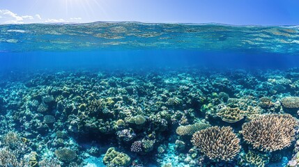 Wall Mural - Underwater Coral Reef Seascape with Sunbeams