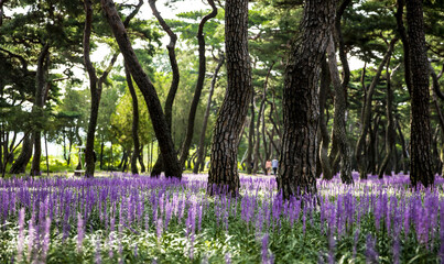 Wall Mural - Gyeongju-si, Gyeongsangbuk-do, South Korea - August 11, 2021: Summer and morning view of purple Big blue lilyturf flowers under pine trees at the flower garden of Hwangseong Park