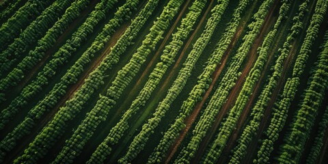 Poster - Aerial drone photo of a green potato field with orderly rows