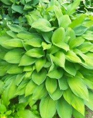 green fresh leaves of plants natural texture photo image 