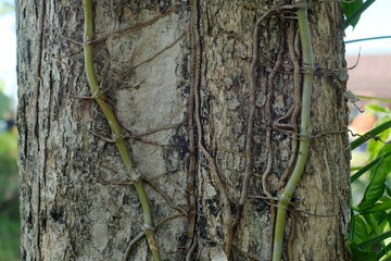 tree trunk with green moss