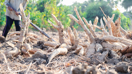 Agriculture is harvesting tapioca from cassava farms. Farmers are harvesting cassava, which is an agricultural product. Cassava, a cash crop for the food industry