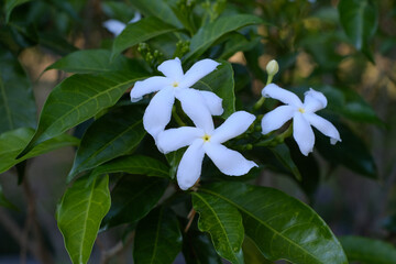 blue and white flowers