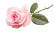 © Abidhasan - One pink rose flower on transparent background, png