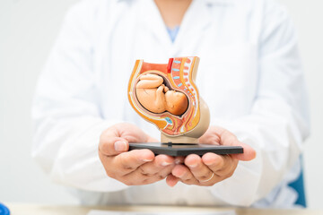 A female doctor is sitting at a desk discussing a pregnancy model. She describes fetal development, focusing on organ formation and stages of growth, from the nervous system to fully developed parts