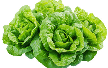 Green butter lettuce vegetable or salad on white background,png