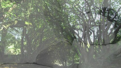 Poster - Abstract shapes animation over dense forest with sunlight filtering through trees