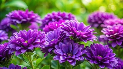 Wall Mural - A close-up photo of purple flowers blooming on lush green foliage