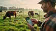 © kittikunfoto - A farmer uses a smartphone app to monitor and manage his cattle in a pasture, embracing modern technology in traditional farming practices.
