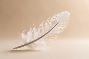 Wall Mural - Elegant White Feather on Gentle Soft Background