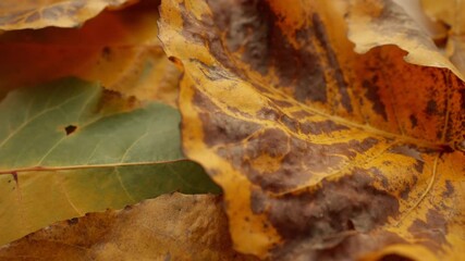 Poster - This video shows a close up of fallen leaves in autumn. The leaves are brown, orange, and green, and they are lying on the ground.