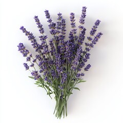 Poster - A bouquet of fresh lavender flowers with purple blooms and green stems, isolated on a white background.