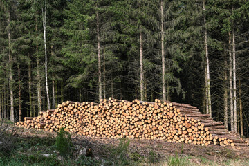 Canvas Print - Bois foret sapin coupé Wallonie Belgique