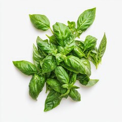 Sticker - A bunch of fresh green basil leaves isolated on white background.