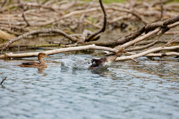 Poster - Young  hooded merganser. The hooded merganser is a species of small diving duck