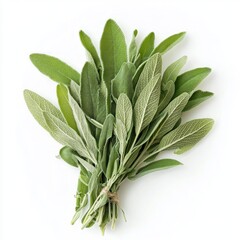 Canvas Print - A bunch of fresh sage leaves tied together with twine, isolated on a white background.